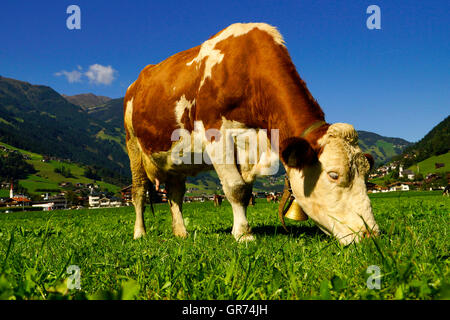 Mucca in montagna Foto Stock