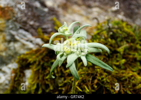 Edelweiss in montagna Foto Stock