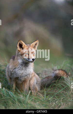 Red Fox / Rotfuchs ( Vulpes vulpes ), in inverno pelliccia, seduta sul bordo di una foresta in erba alta, focalizzato su sth. nel lontano. Foto Stock