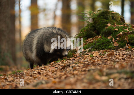 Cane procione / Marderhund ( Nyctereutes procyonoides ), eccellente senso dell'olfatto, passeggiate attraverso foglie secche, vista frontale, l'autunno. Foto Stock