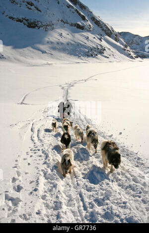 Sled Dogl. Kulusuk. La Groenlandia. Foto Stock