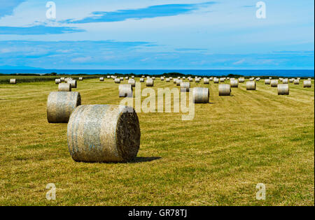 Premuto Round le balle di paglia su un campo di stoppie Foto Stock