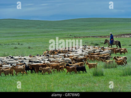 Un allevamento di capre Kashmir nella steppa Mongola, Mongolia Foto Stock