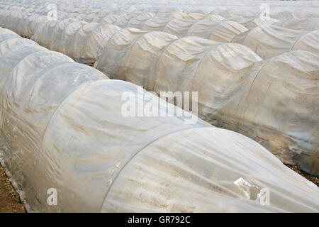 La coltivazione di asparagi sotto plastica Foto Stock