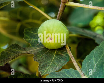 Green Fig che cresce su un albero Foto Stock