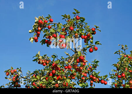 Albero di mele in autunno con frutti maturi, Germania Foto Stock