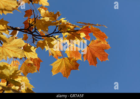 Acer platanoides, Norvegia acero in autunno, Bassa Sassonia, Germania Foto Stock