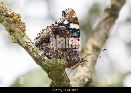 Vanessa Atalanta, Rosso Admiral Butterfly su un albero in Germania Foto Stock