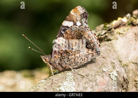 Vanessa Atalanta, Rosso Admiral Butterfly su un albero in Germania Foto Stock