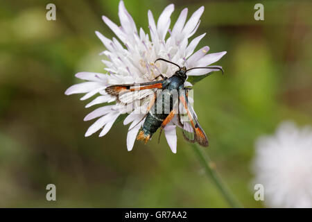 Pyropteron Chrysidiforme, Fiery Clearwing tignola dell Europa meridionale Foto Stock