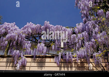 Wisteria sinensis, glicine cinese Foto Stock