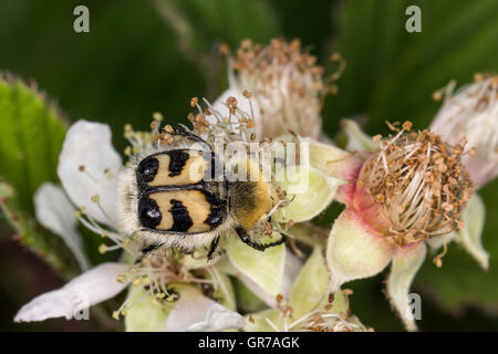 Trichius Fasciatus, Bee Chafer, Bee Beetle dal Land Bassa Sassonia, Germania, Europa Foto Stock