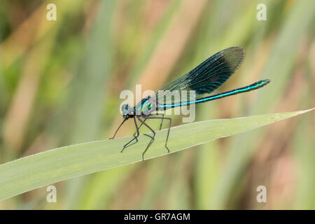 Calopteryx splendens, nastrati Demoiselle, Dragonfly maschio della Bassa Sassonia, Germania Foto Stock