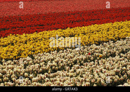 Tulip Fieldnear Noordwijkerhout, South Holland, Paesi Bassi Foto Stock