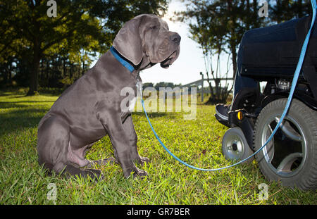 Grigio Alano cucciolo guardando la sedia a rotelle del suo proprietario Foto Stock