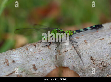 Chiudere guardare una libellula verde su un grosso bastone Foto Stock