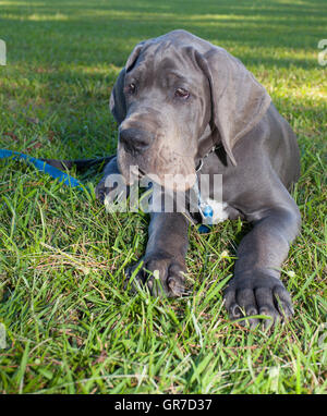 Grigio Alano cucciolo posa su erba verde Foto Stock