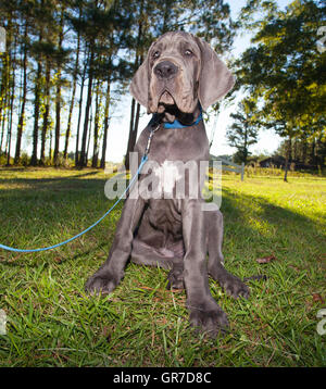 Grigio Alano cucciolo che sembra stanco di seduta Foto Stock