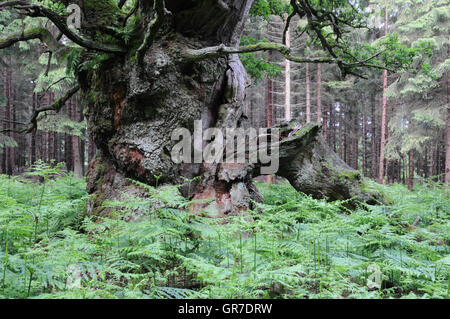Albero di quercia in Fern Foto Stock