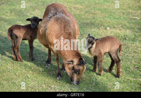 Delle pecore del Cameroun Foto Stock