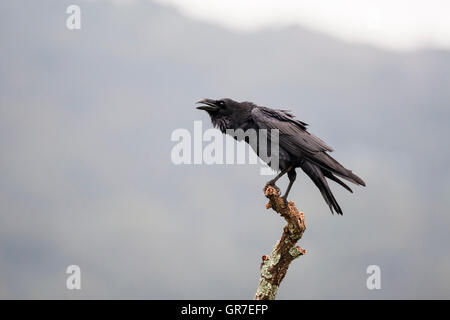 Comune di Corvo Imperiale (Corvus corax), Adulto appollaiato sul ramo chiamando, Estremadura, Spagna Foto Stock