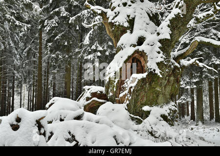 Albero di quercia nella foresta di inverno Foto Stock