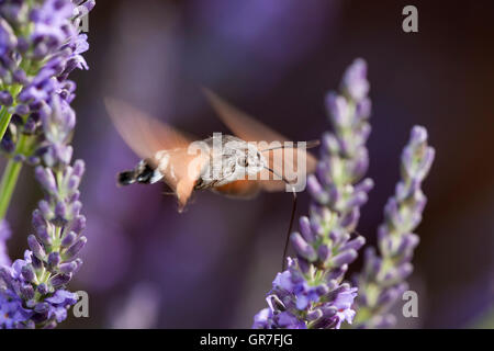 Hummingbird Hawk Moth (Macroglossum stellatarum) alimentazione sulla LAVANDA (Lavandula angustifolia), Dordogne, Aquitaine, Francia Foto Stock