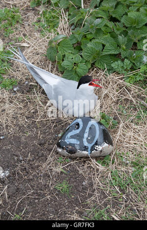 Sterna paradisaea Arctic tern nidifica a terra sulle isole farne Seahouses off Northumberland Regno Unito Foto Stock