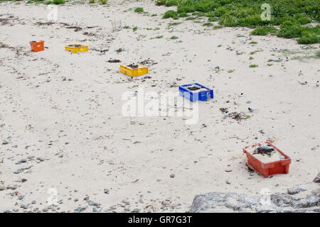 Sterna paradisaea sterne artiche nido colorato su cassette di plastica sulle isole farne Seahouses off Northumberland Regno Unito Foto Stock