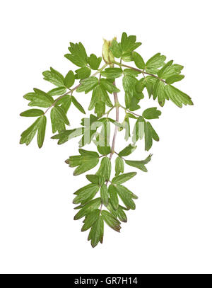 Comune di Prato-rue - Thalictrum flavum Foto Stock