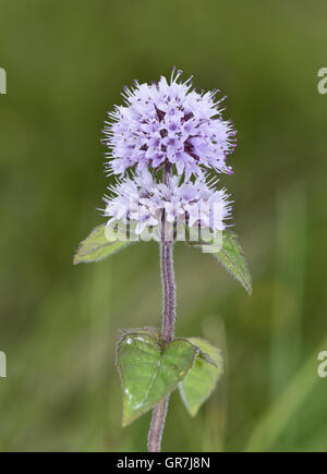 Acqua Menta - Mentha aquatica Foto Stock