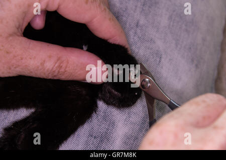 Ritaglio di una gatti chiodi Foto Stock