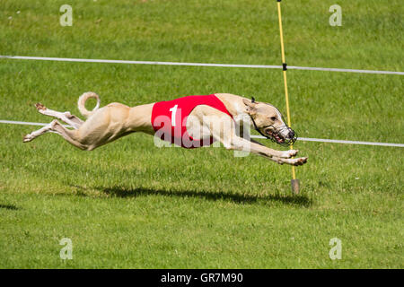 Il Greyhound Racing Foto Stock