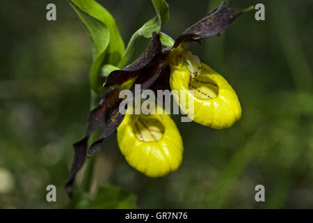 Lady S Slipper Orchid Cypripedium Calceolus Foto Stock