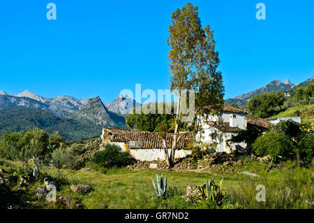 Finca con albero di eucalipto nella Sierra de Grazalema Parco Naturale vicino a Grazalema, Andalusia, Spagna Foto Stock