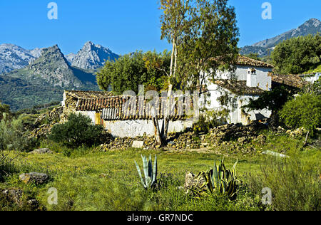 Finca con albero di eucalipto nella Sierra de Grazalema Parco Naturale vicino a Grazalema, Andalusia, Spagna Foto Stock