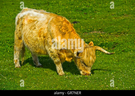 Highland scozzesi bestiame bovino o Kyloe, su un pascolo, Scozia, Gran Bretagna Foto Stock