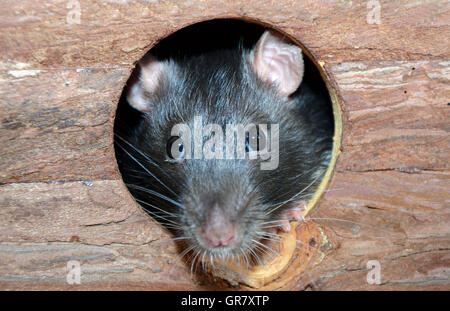 Poca voglia di ratto in una piccola casa in legno Foto Stock