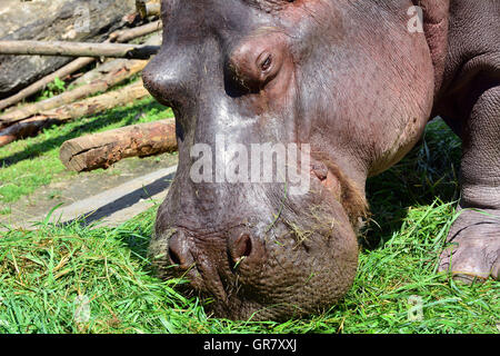 Testa di ippopotamo mangiare erba sulla giornata di sole Foto Stock