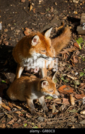 Una femmina di fox con i suoi cuccioli in un giardino urbano Foto Stock