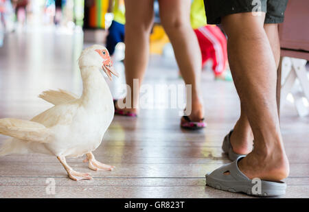 Duck è alla ricerca di persone gamba Foto Stock