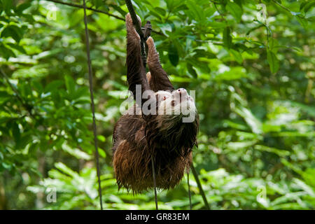 Hoffman a due dita bradipo (Choloepus hoffmanni) con un giovane attraversando il ponte della tettoia a riserva Tirimbina, Costa Rica Foto Stock