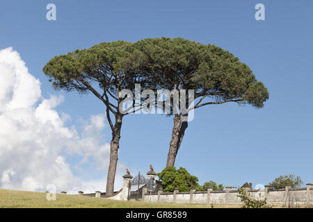 Paesaggio con pini a Vinci, Toscana, Italia Foto Stock