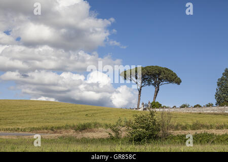 Paesaggio con pini a Vinci, Toscana, Italia Foto Stock