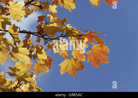 Acer platanoides, Norvegia acero in autunno, Germania, Europa Foto Stock