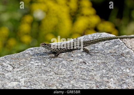 Tirreno la Lucertola muraiola Padarcis Tiliguerta su una parete in Corsica, Francia, Europa Foto Stock