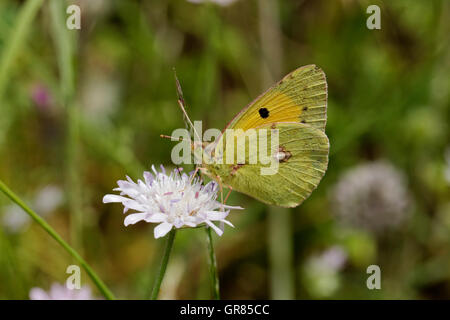 Colias Crocea, scuro offuscato giallo, comune offuscato Giallo farfalla europea dalla Corsica, Francia, Europa Foto Stock