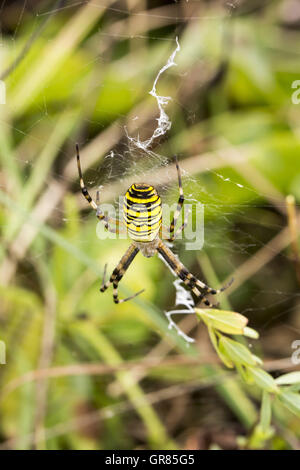 Argiope Bruennichi, Wasp Spider dal Land Bassa Sassonia, Germania Foto Stock