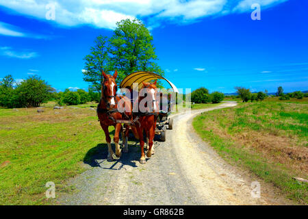Kremser contemporaneo del cavallo e del carrello in escursione Foto Stock