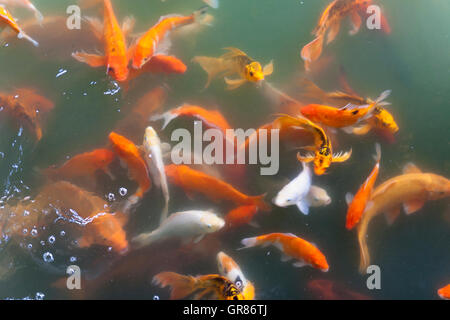 Carpa in piscina da Truong Du Pavilion Dien Tho Palace, Città Imperiale, Tonalità Viet Nam Foto Stock